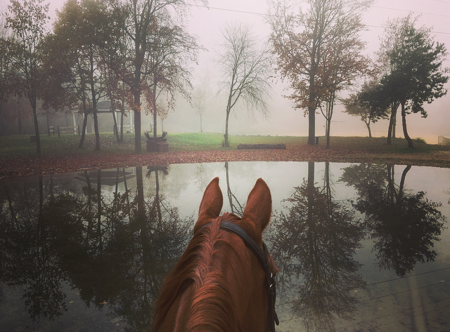 View from horseback across a misty landscape